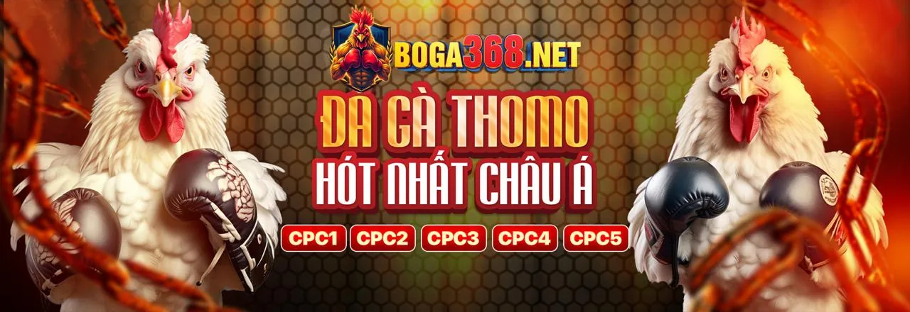 Hình ảnh chính về mẹo cá cược thể thao mu66 win
